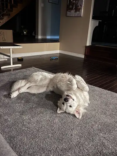 Great Pyrenees , View more