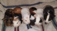 Baby Guinea Pigs - all females - ready for new homes now