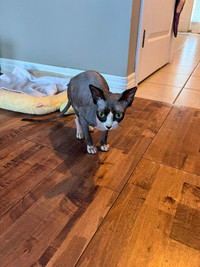 Black Adult Female Sphinx Hairless Cat