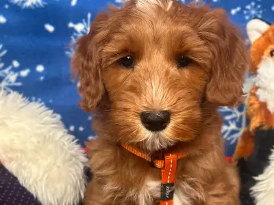 ARE YOU LOOKING FOR A MEANINGFUL WAY TO ADOPT AN AUSTRALIAN LABRADOODLE PUPPY? Sunset Trails Austral...