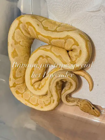 Pair of banana ball python will trade , View more