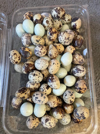 Quail eggs and pre order chicks for sail