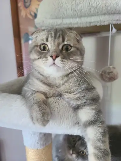 ❤️❤️ Purebred Scottish fold/straight kittens, View more