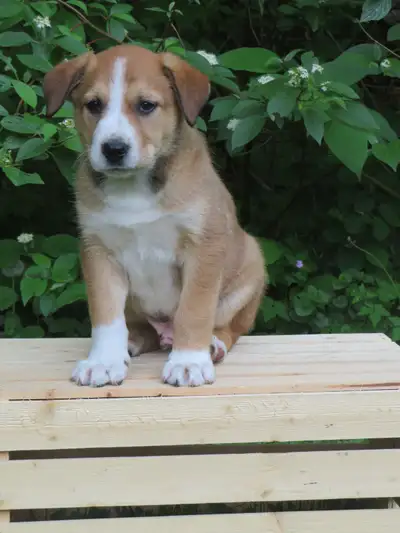 Border Collie / Australian Shepherd Cross Puppies, View more
