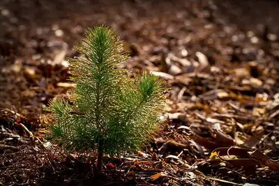 Free baby trees -  NONE LEFT for 2026, View more