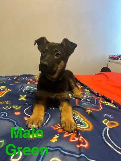 Puppy German Shepherd, View more