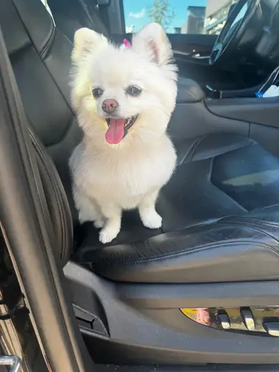 CANADIAN KENNEL CLUB!!! SWEET LOVING KIND POMERANIAN, View more
