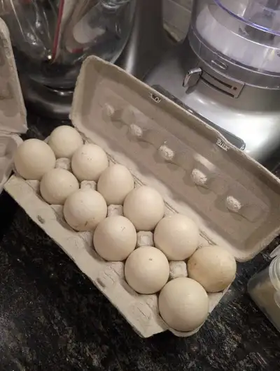 fertile Muscovy duck eggs, View more