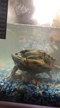 Red Eared Slider Turtle Looking For A New Home