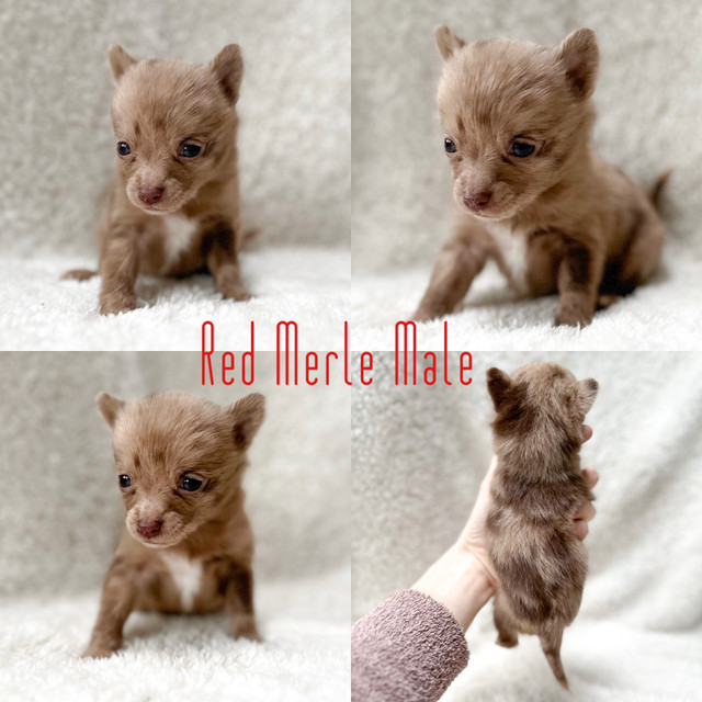 F1B PomChi Babies! in Dogs & Puppies for Rehoming in Nanaimo - Image 4