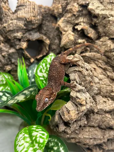 Gargoyle gecko, View more