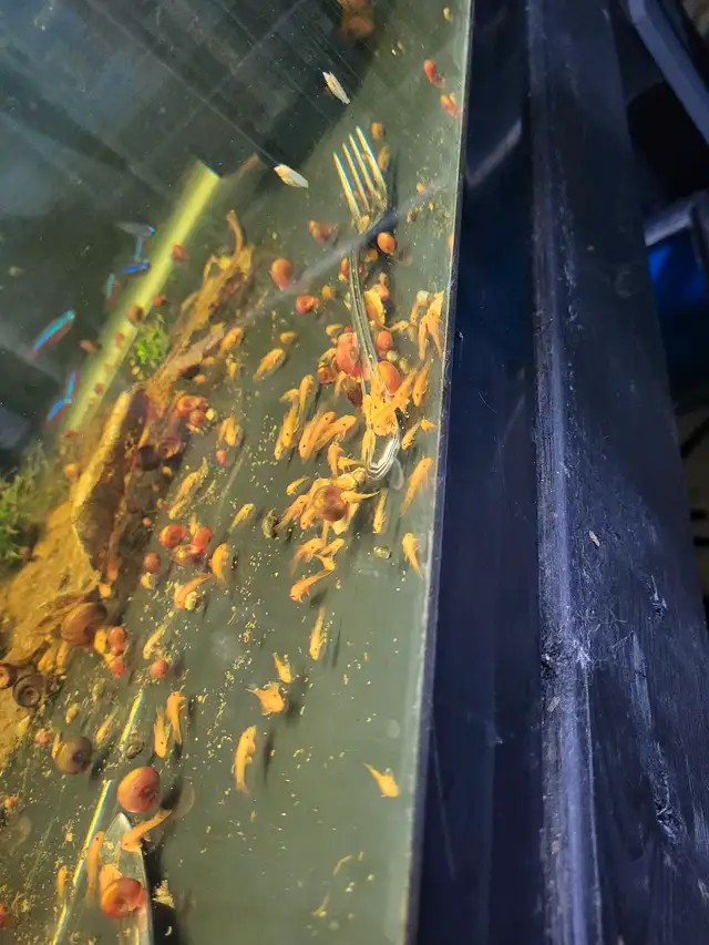 Super Red Pleco in Fish for Rehoming in Stratford - Image 5