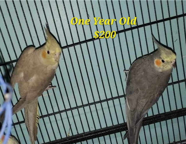 Cockatiel for Sale!!! in Birds for Rehoming in City of Toronto - Image 2