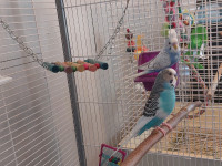 Large bird cage and budgies