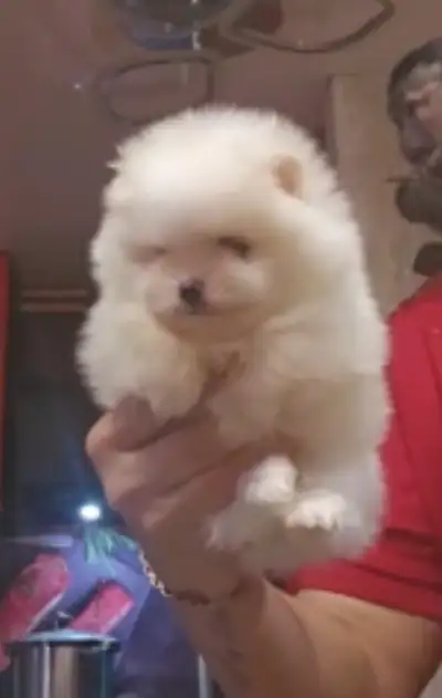 These puppies are raised with exceptional care in a clean, home environment. They are very well-beha...