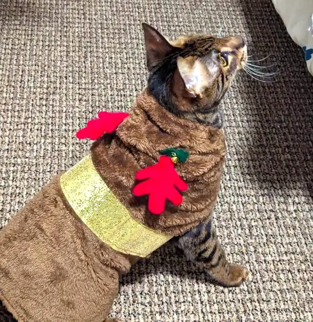 Savannah Cat in Cats & Kittens for Rehoming in Penticton - Image 5