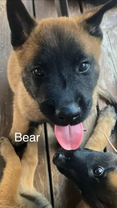Belgian Malinois pups, View more