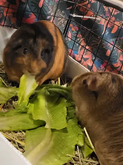 2 guinea pigs to good home , View more