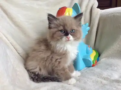 ( English follows ) * Spécial Été * Nouvelle portée de Chatons Ragdolls Pure Race/ sevrés disponible...