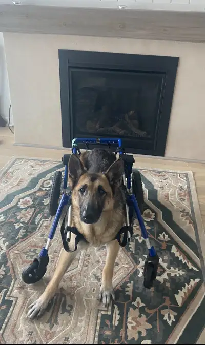 Walkin Wheels front attchment for dog wheelchair size large, View more