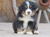 Sweet Bernese Mtn Puppy Available Now!!!