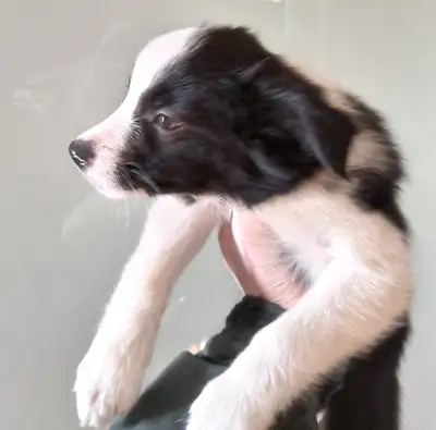 Border Collie Puppies, View more