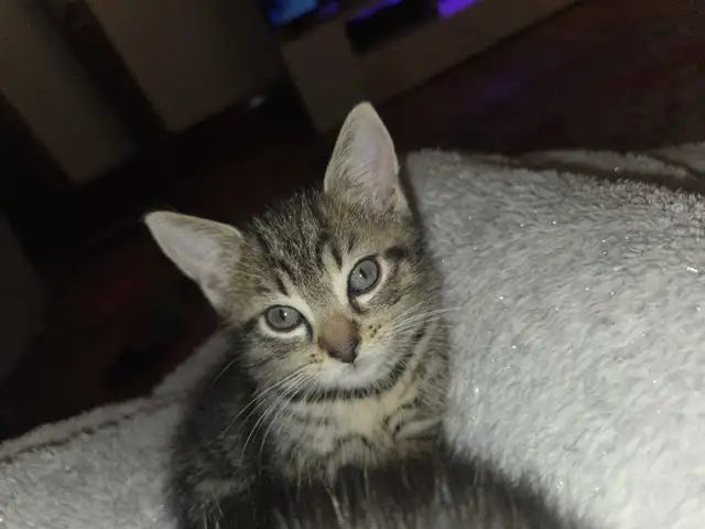 Kittens 4(3months old) in Cats & Kittens for Rehoming in Saint-Hyacinthe - Image 3