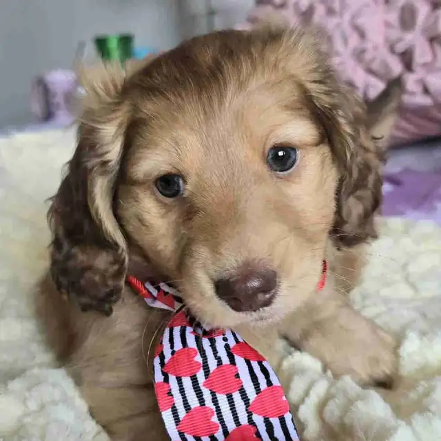 **VENDU** Teckel miniature poils long in Dogs & Puppies for Rehoming in City of Montréal - Image 2