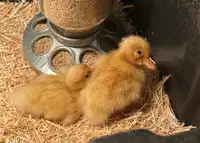 Pekin duck hatchlings 