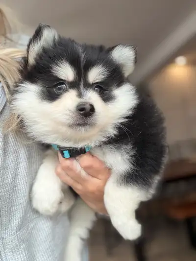 Pomsky F4, View more