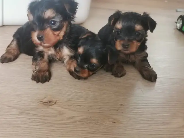 Yorkshire terrier puppies in Dogs & Puppies for Rehoming in City of Toronto - Image 9