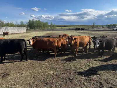 Excellent set of 80 quiet red and black bred cows. 1 iron. Home raised. Mostly 3rd and 4th calvers....