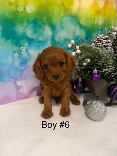 We have some adorable red male cavapoo puppies ready for their new homes. Parents are health tested....