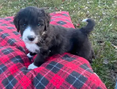 Puppies veterinary check and vaccinations are booked for may 7 and pups will be 8 weeks may 13 . Dad...