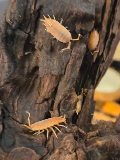 Powder Orange Isopods, View more