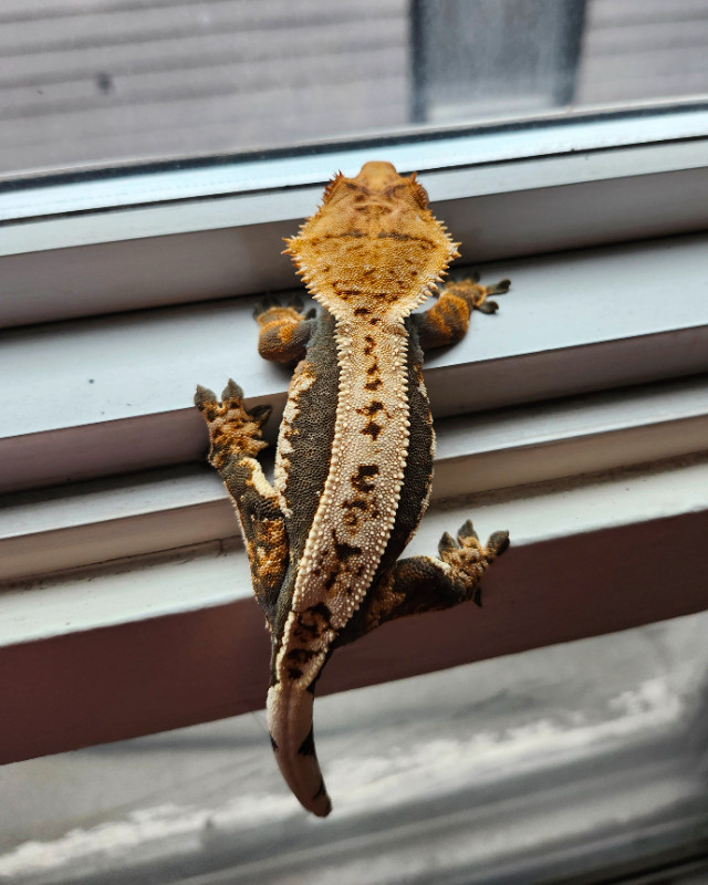 Whitewall Female Crested Gecko in Reptiles & Amphibians for Rehoming in Ottawa - Image 2