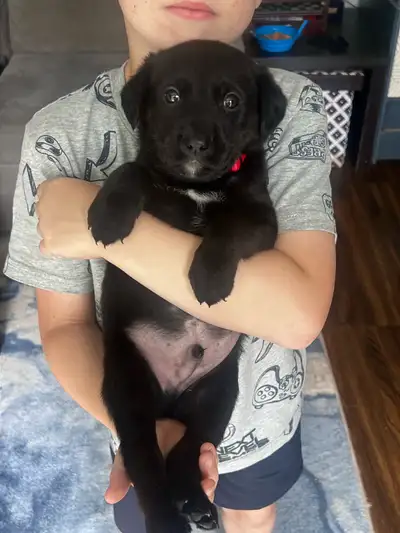 Lab/Shepherd Puppies, View more