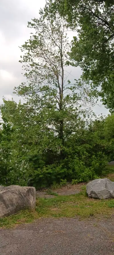Need more sunlight or a cleaner yard? We help manage overgrown greenery to keep your property lookin...