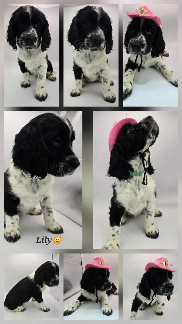 Springer spaniel puppies! The perfect family dogs❤️ in Dogs & Puppies for Rehoming in Hamilton - Image 6