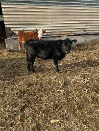 lowline angus cattle , View more