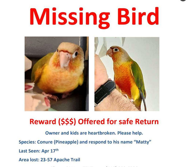 Missing Bird in Lost & Found in City of Toronto