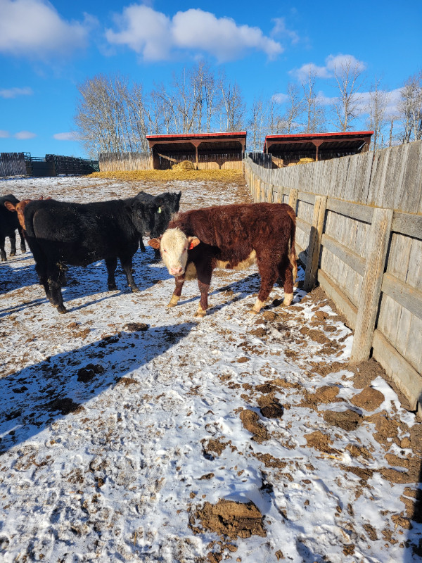 YEARLING POLLED HEREFORD BULLS in Livestock in St. Albert - Image 2