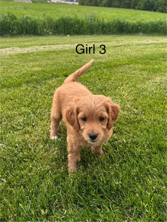 Mini Golden Doodles in Dogs & Puppies for Rehoming in Kitchener / Waterloo - Image 4