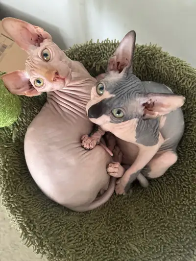 sphynx kitten , View more