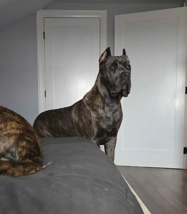 Cane Corso Puppies - 7 Weeks Old in Dogs & Puppies for Rehoming in Barrie - Image 2