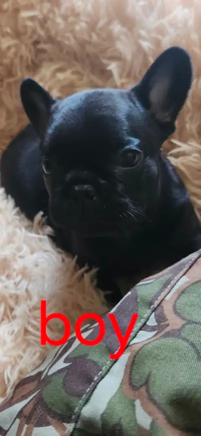 Healthy ,will be vet checked, and first shots. 1 males 1 female. Mom is half frenchie half pug dark...