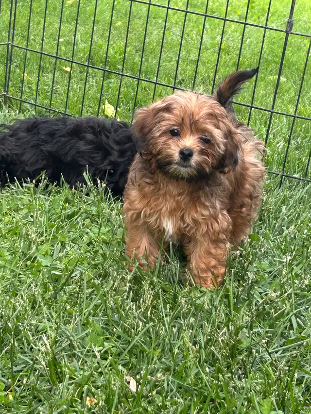 Shihpoo  Puppies Available in Dogs & Puppies for Rehoming in Owen Sound - Image 3