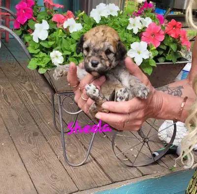 *Rare* Standard Whoodle Puppies, View more