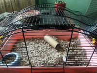Hamster et cage