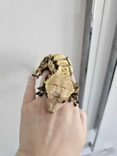 Female Crested Geckos for sale, View more